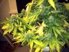 IMG_20120224_224154.jpg