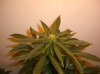 DD1_2-29-12.JPG