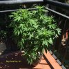 Bag Seed Day 101.JPG Bag Seed Day 101.JPG