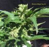 MM Day 66 bud.JPG MM Day 66 bud.JPG