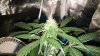 Whiteys Crown LED Off 002.jpg