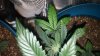 Discolored Leaf on Whitey 006.jpg