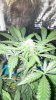 Leftys Crown 002.jpg