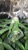 Whiteys Crown 005.jpg