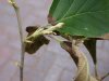 leaf blotch1.jpg
