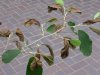 leafblotch2.jpg