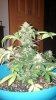 Whitey 2nd flush b4 harvest 004.jpg