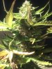 IMG_20120304_175623.jpg