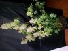 20150504_194606.jpg