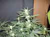 day34f.JPG