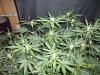 day34g.JPG