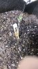 GC_Grow_Day8.jpg