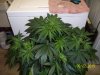 day46aphoto.JPG