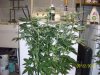 day46f.JPG