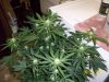day46g.JPG