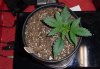 DSC00733.JPG