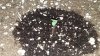 L.S.D sprout 3.jpg