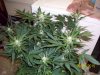day42f.JPG