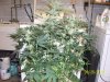 day42g.JPG