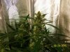 day45f.JPG