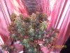 day56f.JPG