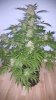 Alien X Triangle Bloom Day 52 (1).jpg