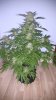 Alien X Triangle Bloom Day 52 (2).jpg