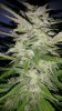 Alien X Triangle Bloom Day 52 (4).jpg