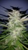 Alien X Triangle Bloom Day 52 (5).jpg