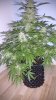 Alien X Triangle Bloom Day 52 (7).jpg
