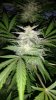 Alien X Triangle Bloom Day 52 (8).jpg