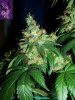 purple haze 2.jpg