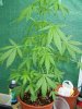 100_3135.JPG
