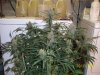 day57f.JPG