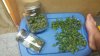 Harvest1.jpg