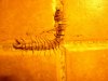 DSCN5708.jpg