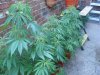 DSC02964.jpg