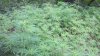 GB grow 1.jpg