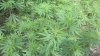 GB grow 2.jpg