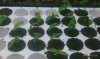 drooping leaves 2.jpg