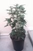 12 Week 3.5 Plant 3.jpg