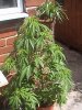 DSC02972.JPG