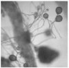 micro fungi pic from pdf.jpg