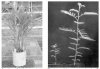 micro fungi pic from pdf 2.jpg