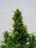 DSCN5918.jpg