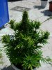 DSCN5894.jpg