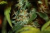 pk2-budshot9.jpg