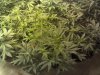 2011-06-17_18-35-43_788.jpg
