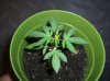 RUNTY-1 6-25-11.JPG RUNTY-1 6-25-11.JPG