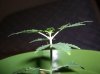 RUNTY-2 6-25-11.JPG RUNTY-2 6-25-11.JPG